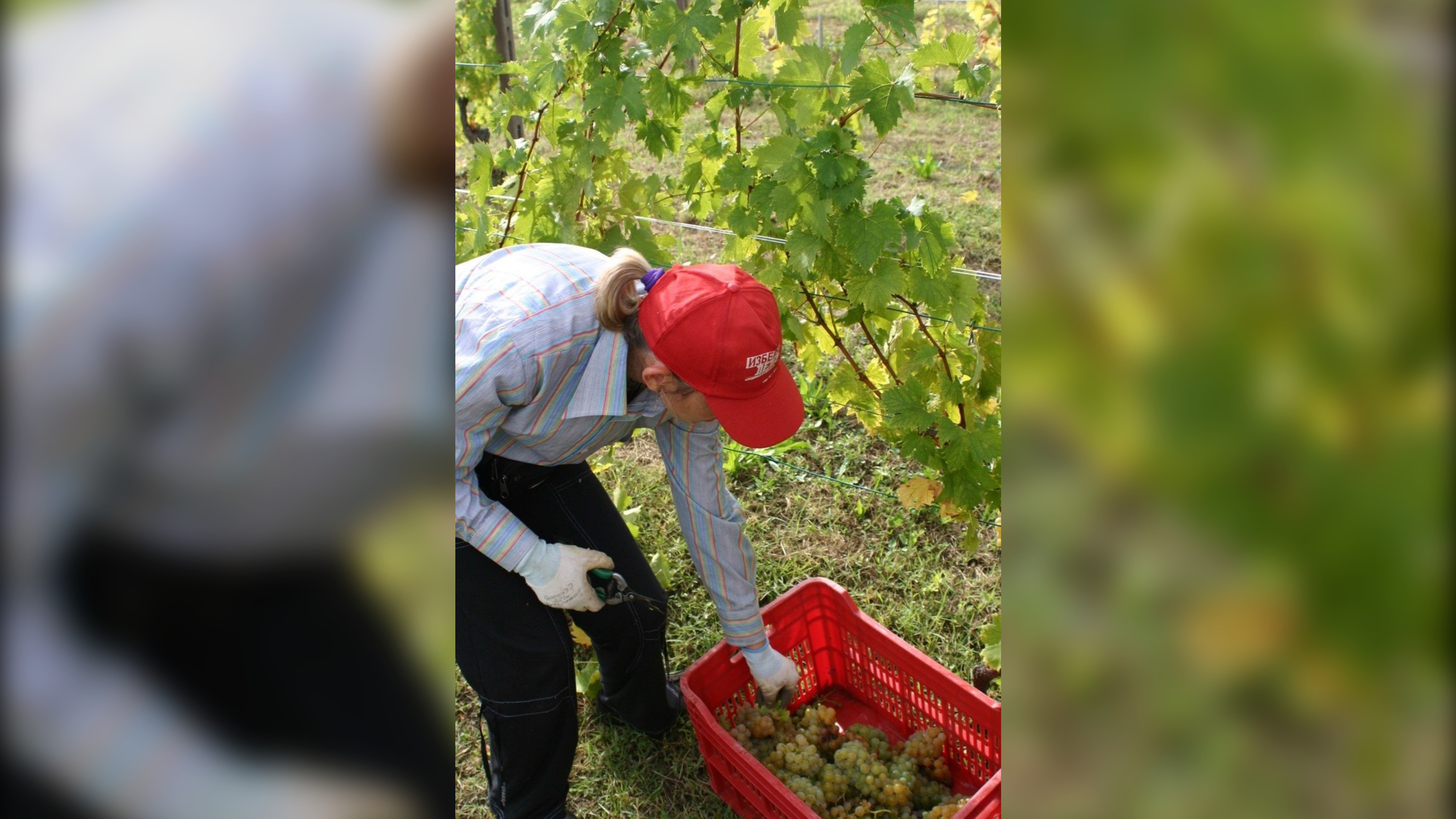 Lavoratori Stagionali del settore agricolo (D.I. 27/03/2013)- Convenzione con Sicurezza Formazione s.r.l.